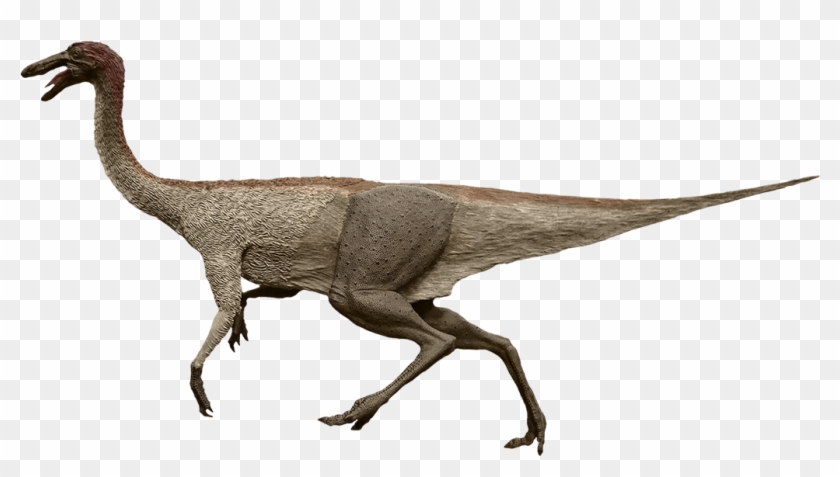 Ostrich-like Dinosaur - Gallimimus Png #903404