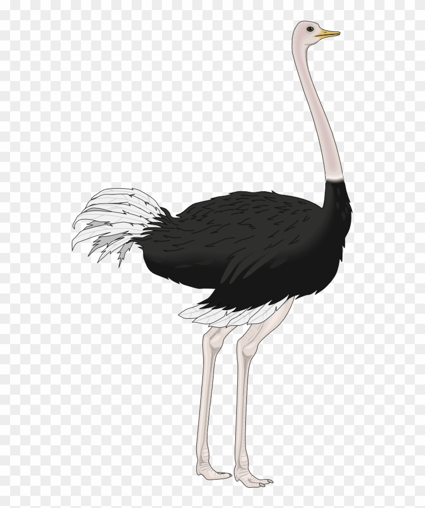 Ostrich Png Hd - Ostrich Clipart #903406