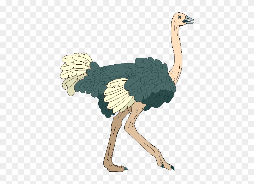 Ostrich Clip Art - Ostrich Cliparts #903411