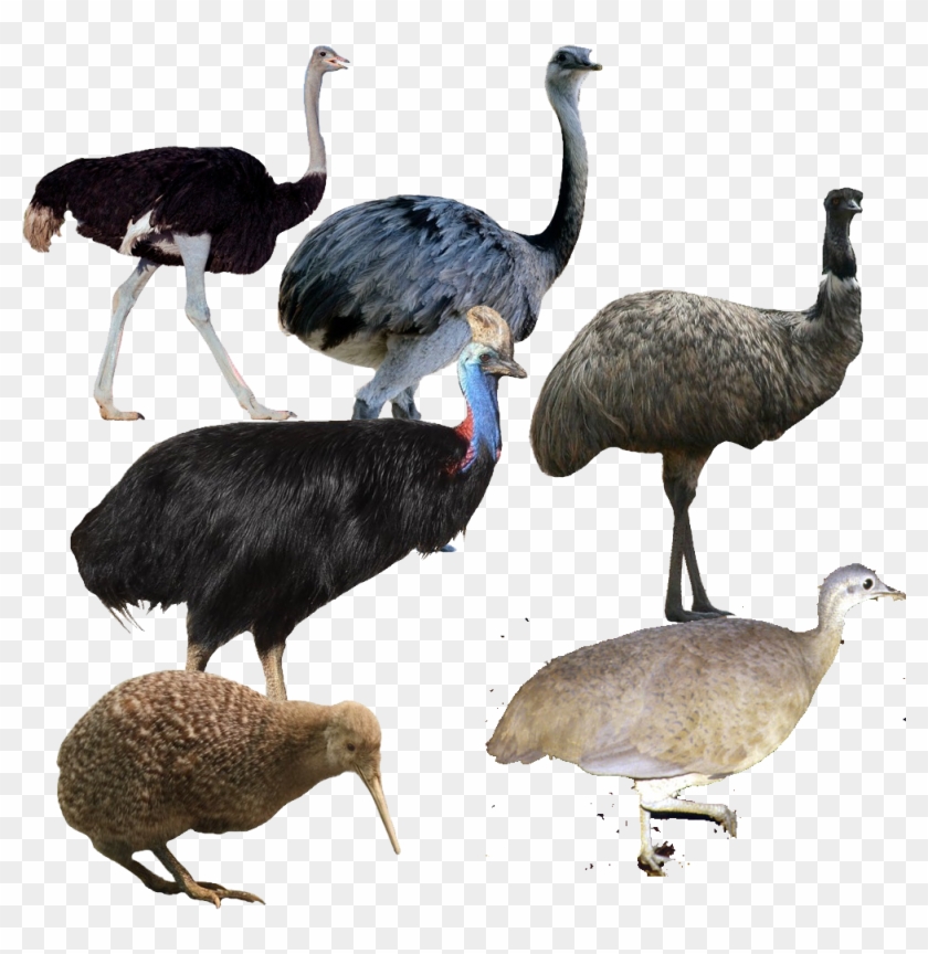 Palaeognathae - Emu Vs Ostrich Vs Cassowary #903421