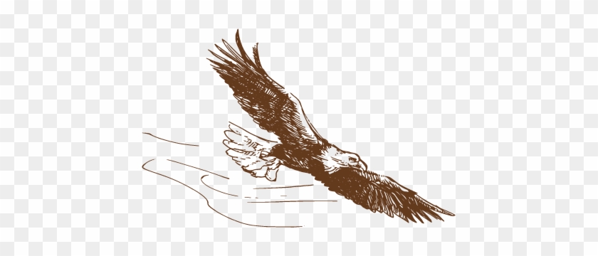 Eagle Flying Drawing2 - Golden Eagle #903435