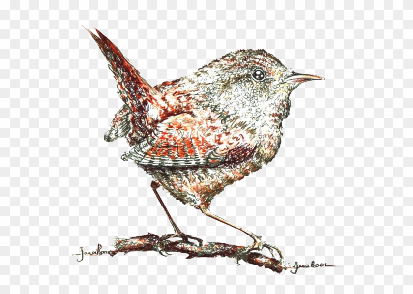 Hand Drawn Illustration - Marsh Wren #903445