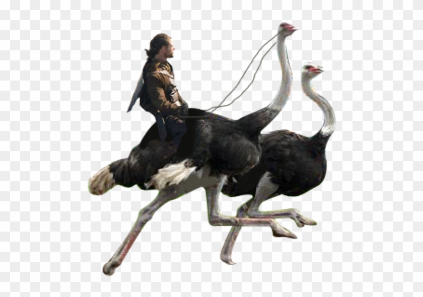 Ostrich Png #903439