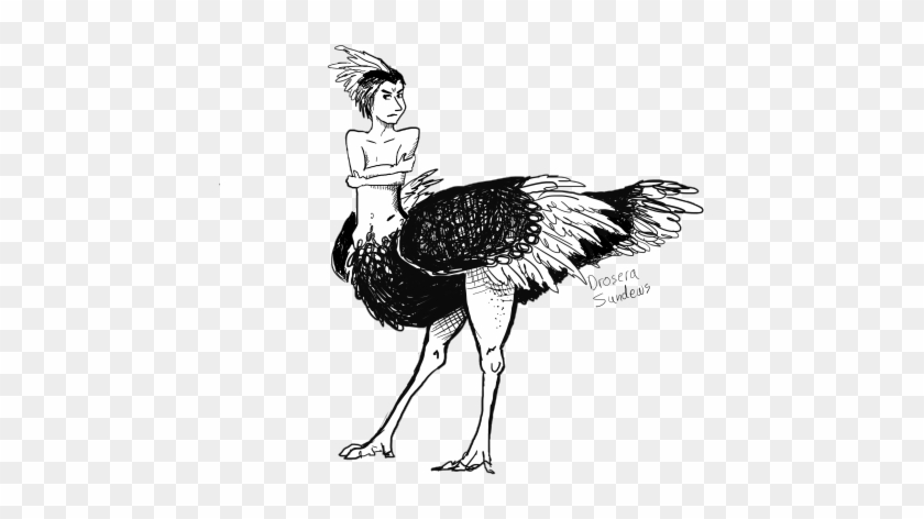 Ostrich By Drosera-sundews - Bird Centaur #903442