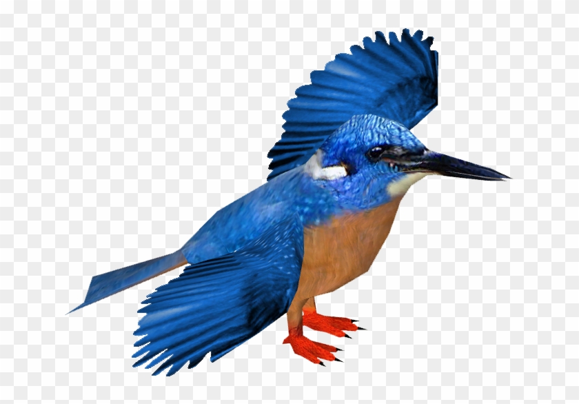 Blue-eared Kingfisher - Belted Kingfisher #903463
