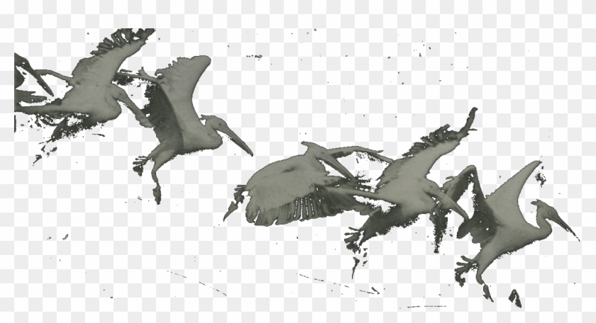 Marey Birds - Bird #903514