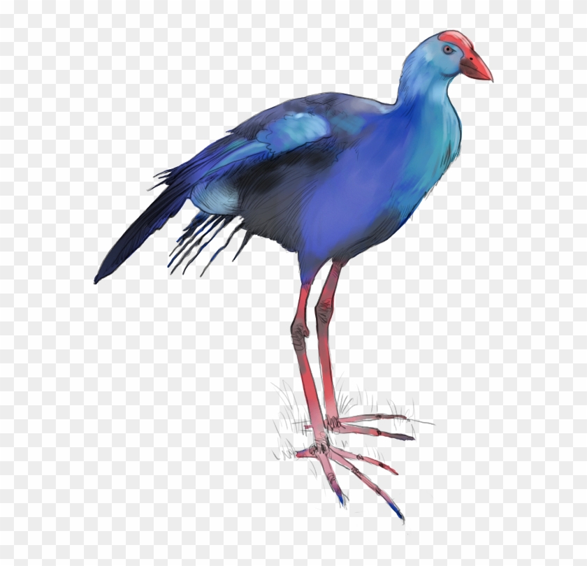 Purple Swamphen - Purple Gallinule #903530