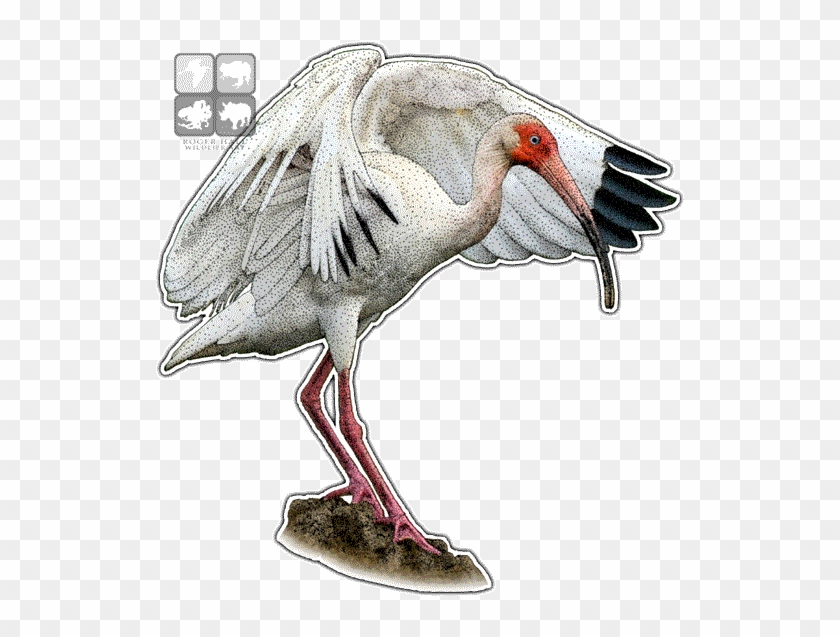 American White Ibis Decal - American White Ibis #903585