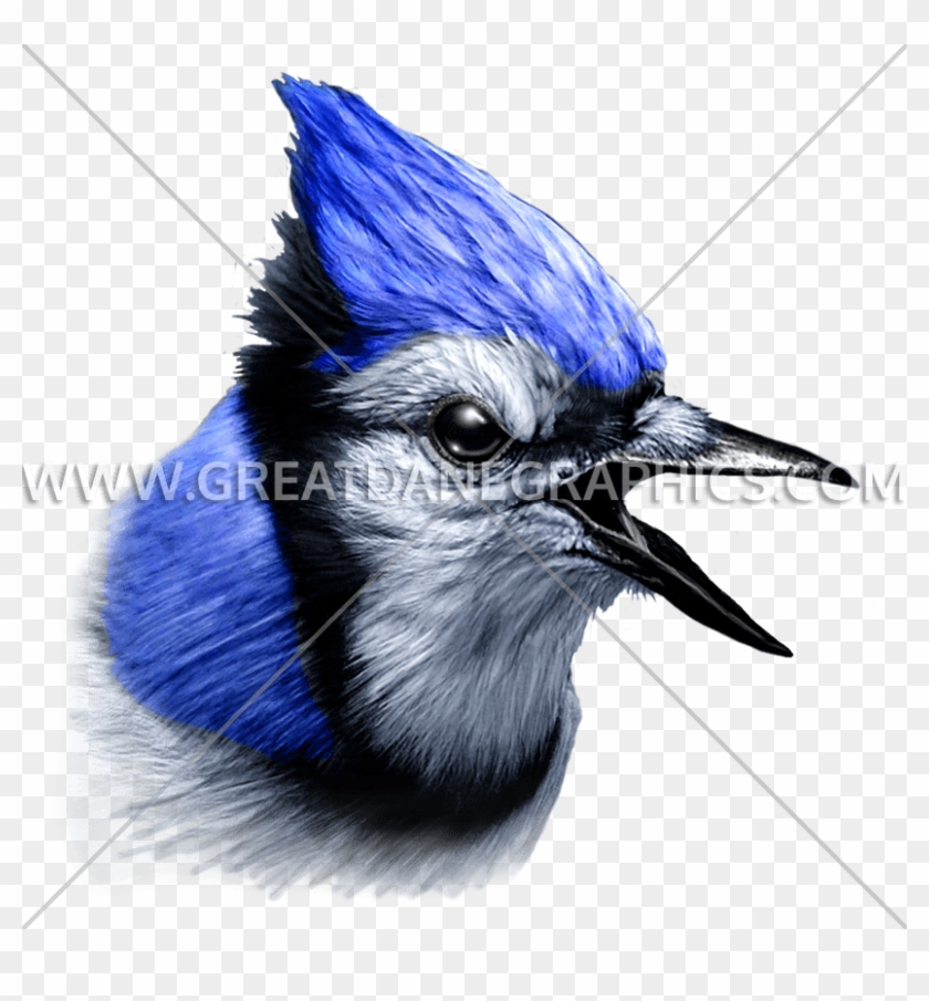 Blue Jay Head #903627