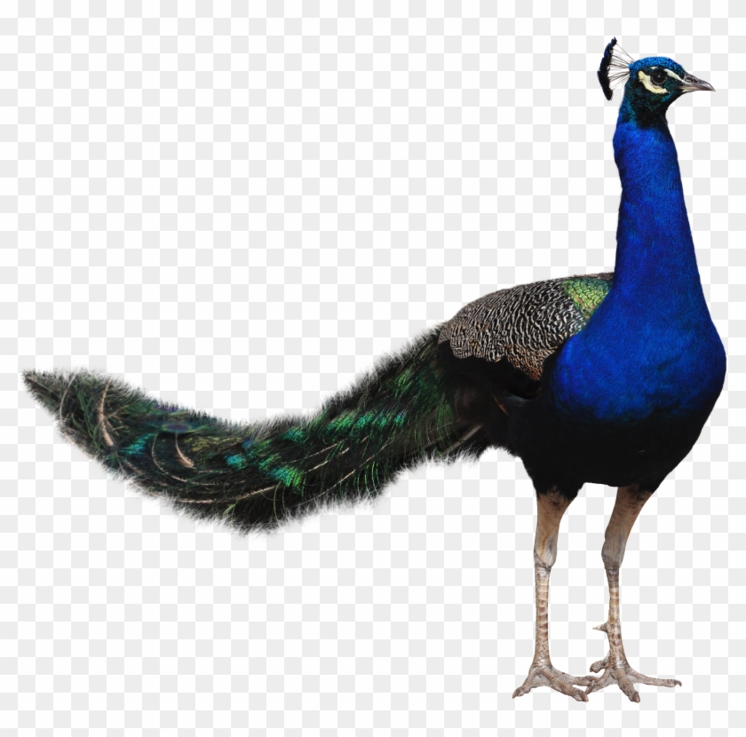 Peacock Png Transparent Image - Peacock Png #903639