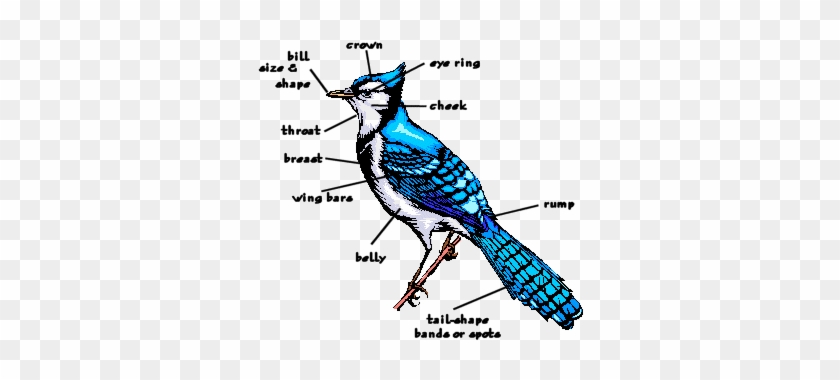 Bird Diagrams - Basic Parts Of A Bird #904388