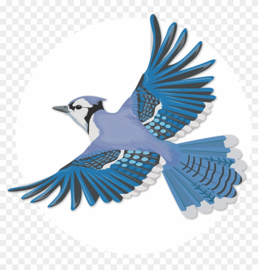 Blue Jay #904402