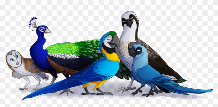 My Favorite Bird Species By Nairasanches - Species Of Birds Png #904405