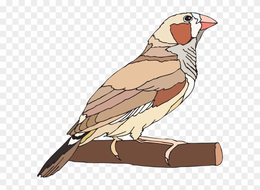 Zebra Finch Svg Clip Arts 600 X 535 Px - Stock.xchng #904421