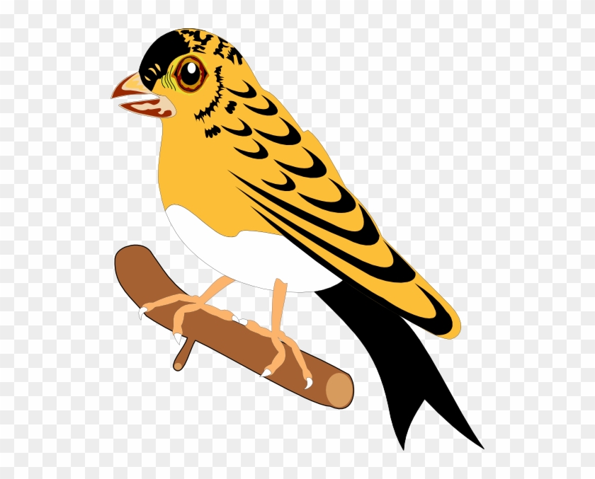 Bird - Free Transparent PNG Clipart Images Download