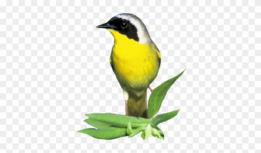 Clip Art Of Common Yellow Throat - Common Yellowthroat Clipart #904545