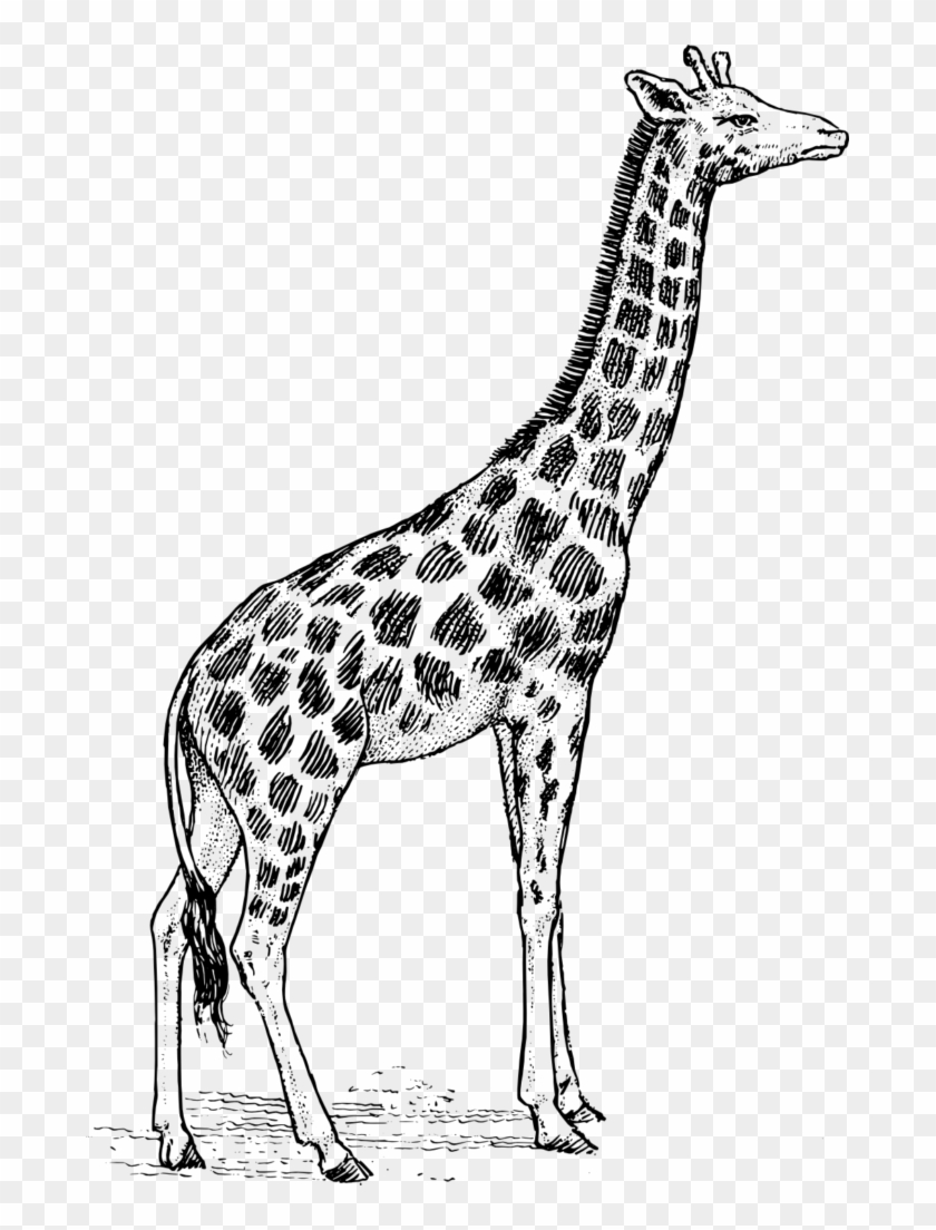 Giraffe Clipart Black And White Unicorn - Outline Picture Of Giraffe #904803