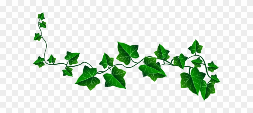 Vine Ivy Decoration Png Clipart Plant Background - Ivy Drawing #906088