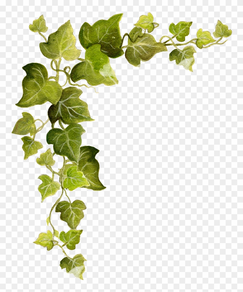 Common Ivy Vine Clip Art - Free Ivy Png #906118