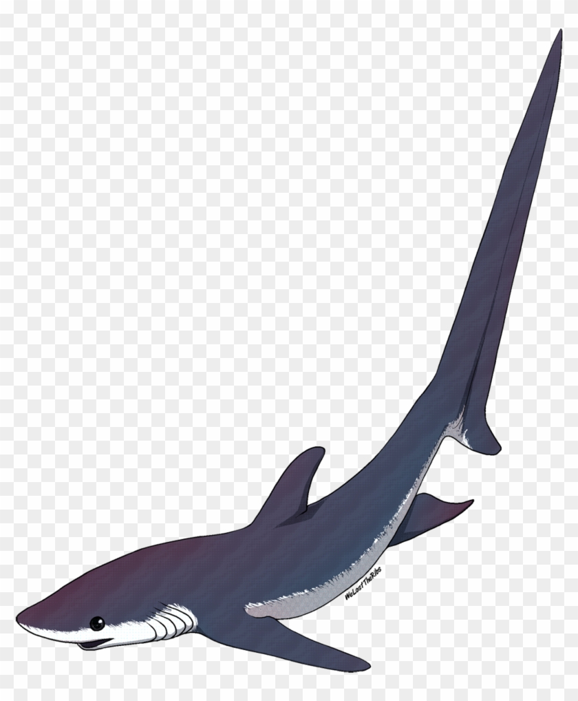 Thresher Shark Tattoo - Thresher Shark Silhouette Png #18145