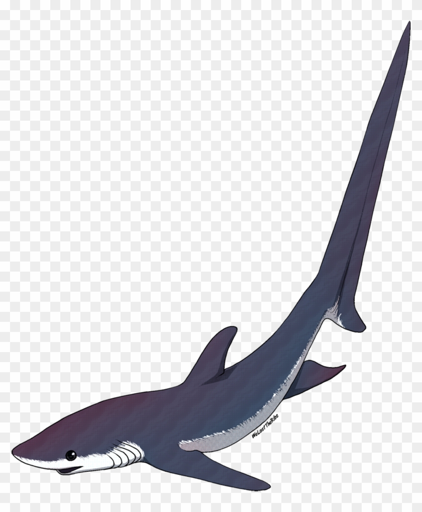 Thresher shark png images  PNGWing