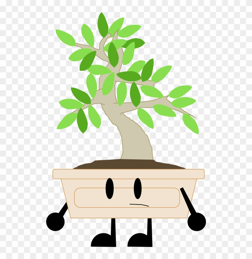 Elm Bonsai - Elm Bonsai #18265