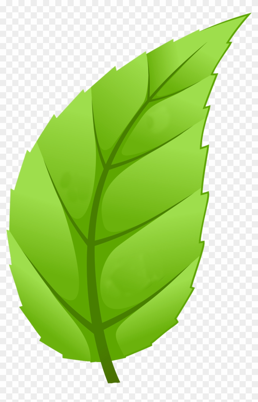 Healthy Communities - Leaf Of Tree Png #18544