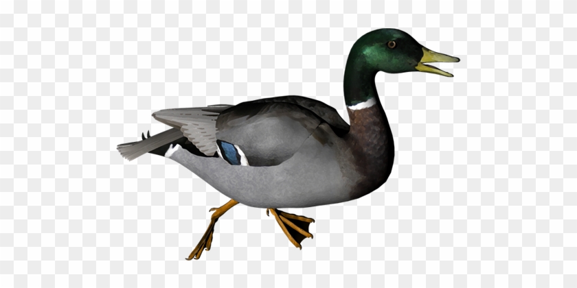 Duck Png #19046