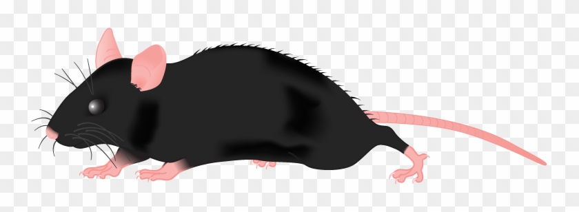C57bl 6 Mice Cartoon - Free Transparent PNG Clipart Images Download