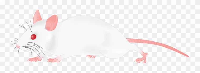 Ill Png, White Mouse - Clip Art #20023