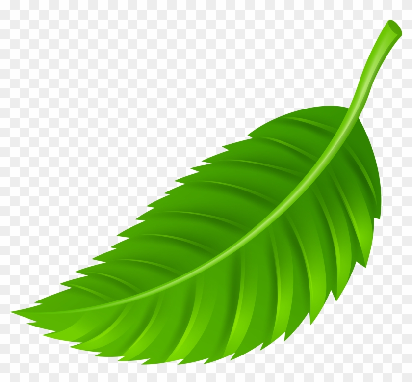 Leaf Png Clip Art - Leaves Png #20048