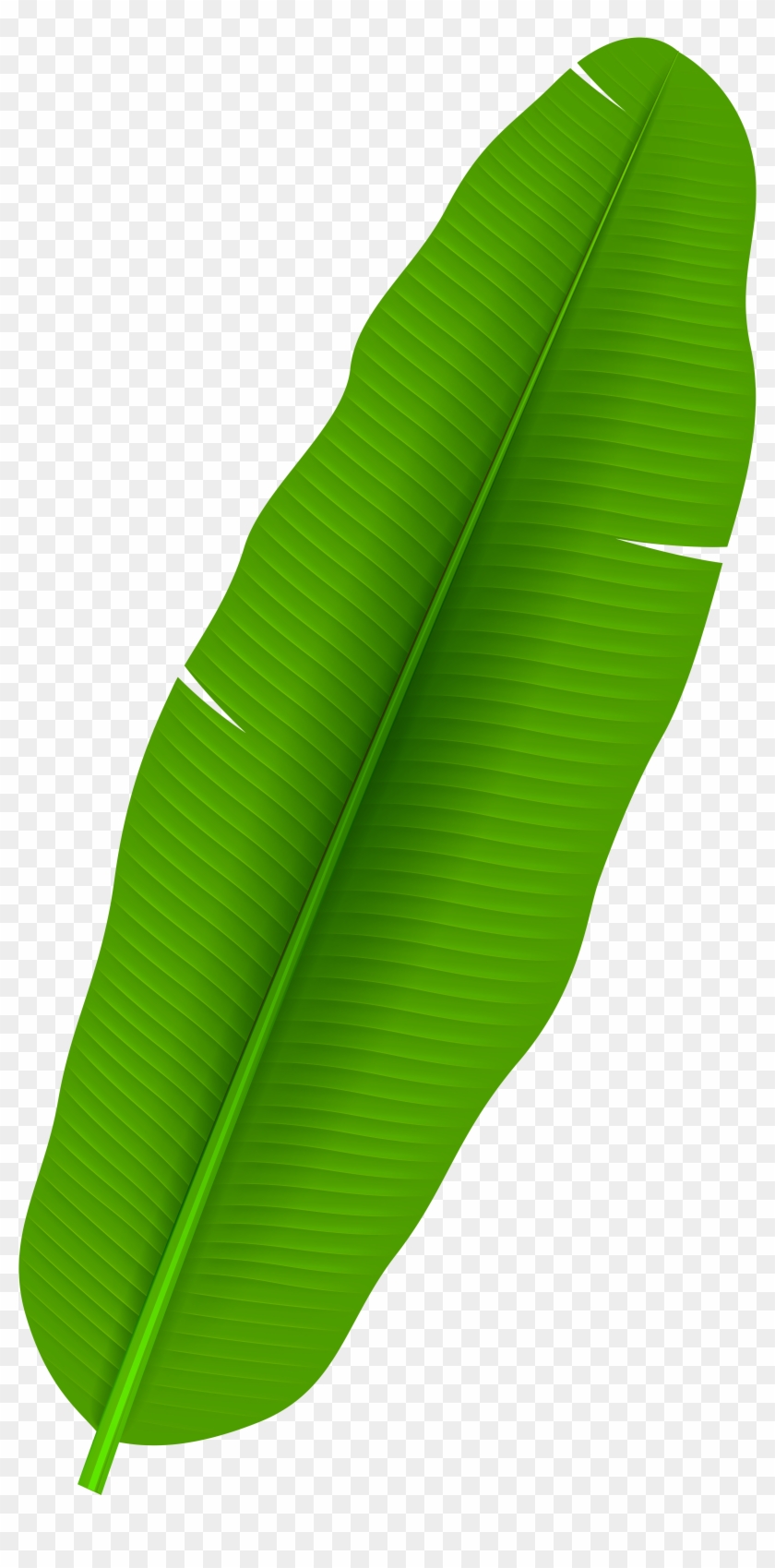 Exotic Palm Leaf Transparent Png Clip Art - Banana Leaf Clipart Png #20174