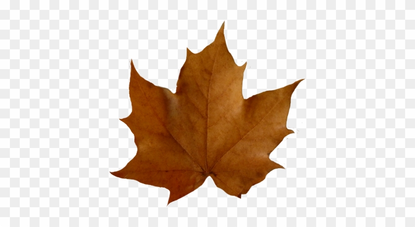 Leaf Fall Leaves Clip Art Beautiful Autumn Clipart - Brown Leaf Transparent Background #20268