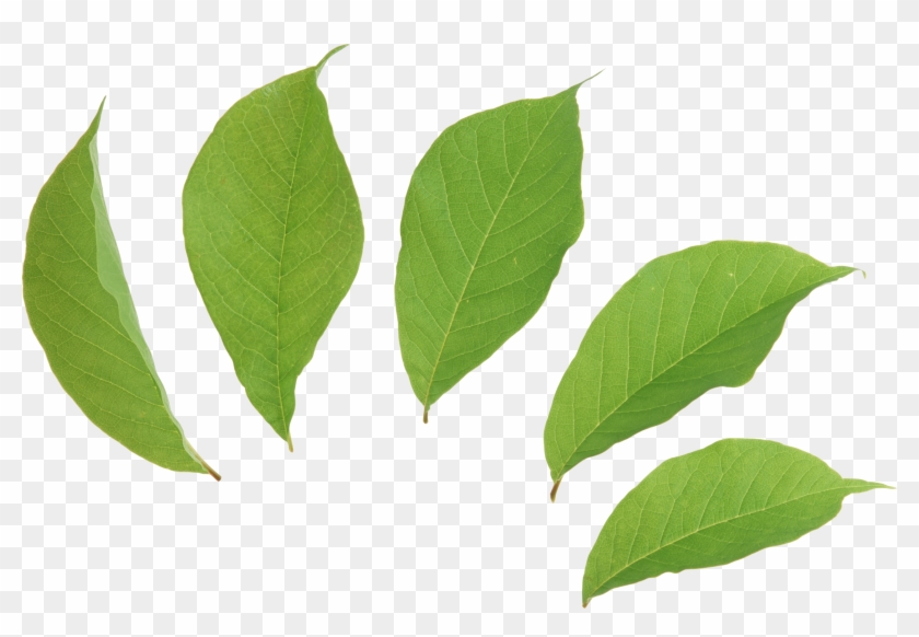 Green Leaves Two Isolated Stock Photo By - Leaves Png #20595