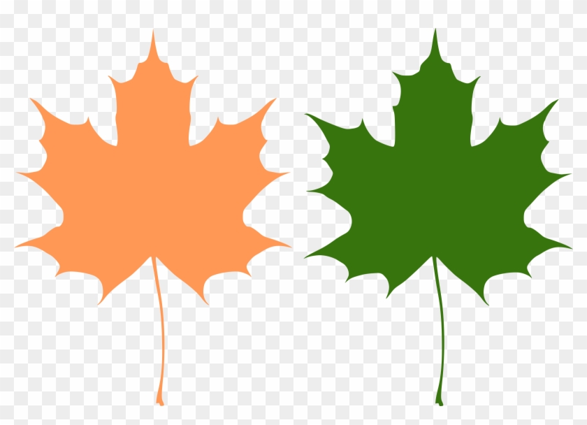 Big Image - Maple Leaf Vector Free #20647