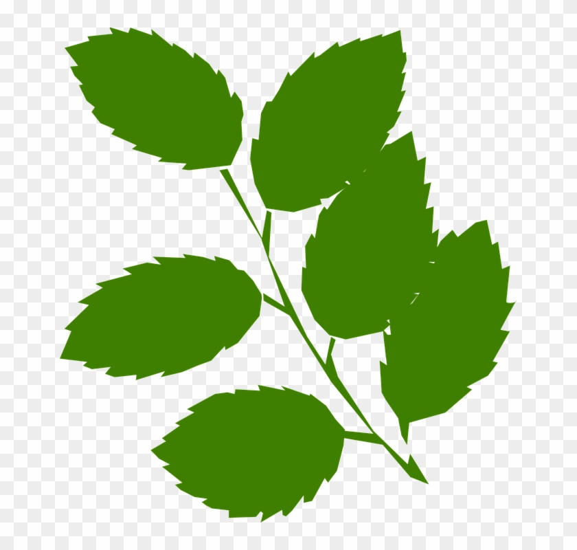 Mint Leaves Clip Art #20750