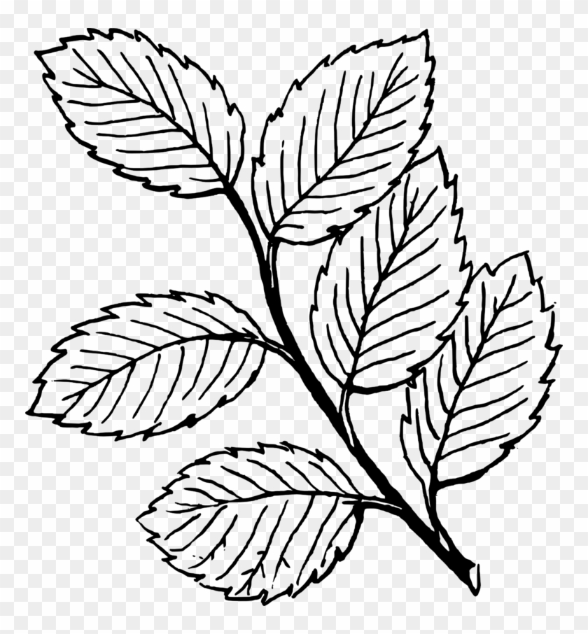 Mint Leaves Clip Art - Leaves Clipart Black And White #20756