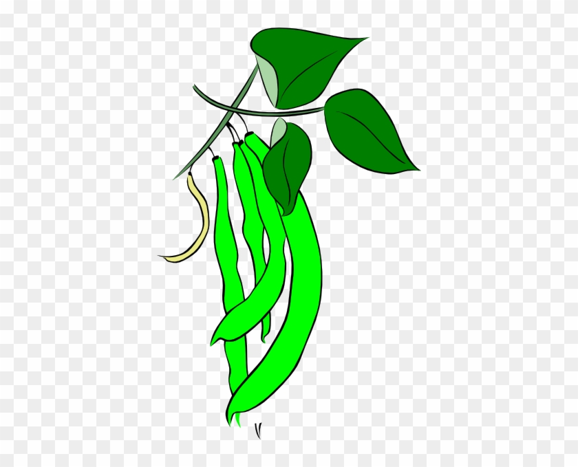 Green Bean Plant Clipart - Cartoon Picture Of Green Beans #20780.