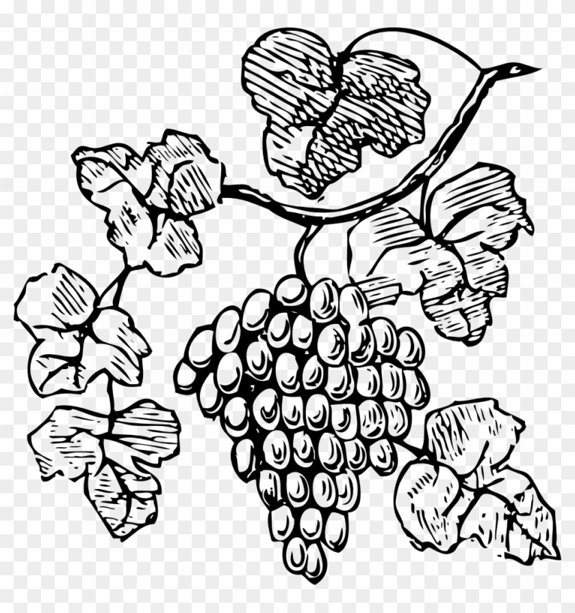 Clip Arts Related To - Grapes Clipart #21021