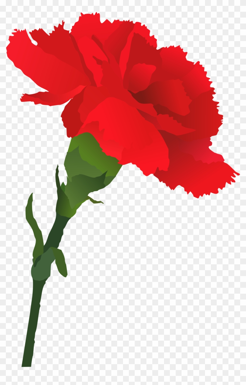 Carnation Cliparts - Carnation Clipart Png #21033