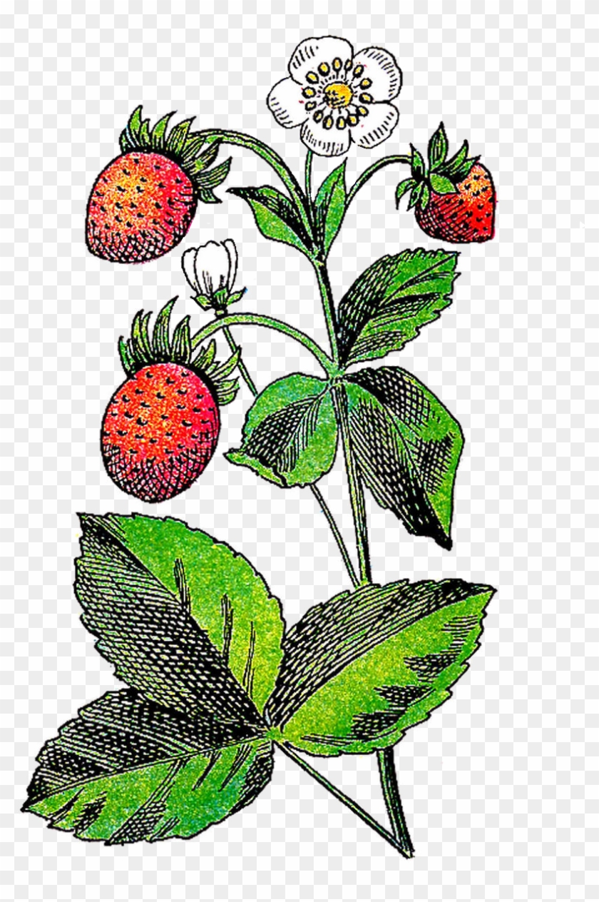 Strawberry Flower Fruit Plant Clip Art - Strawberry Flower Fruit Plant Clip Art #21333