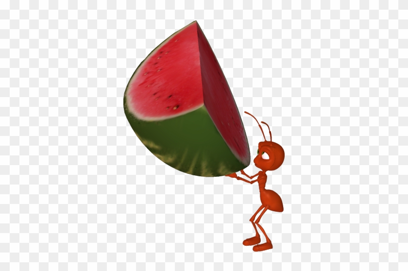 Ant Carrying A Watermelon #22077