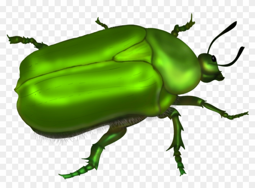 Green Beetle Vector By Roula33 On Deviantart - Green Bug Clipart #22804