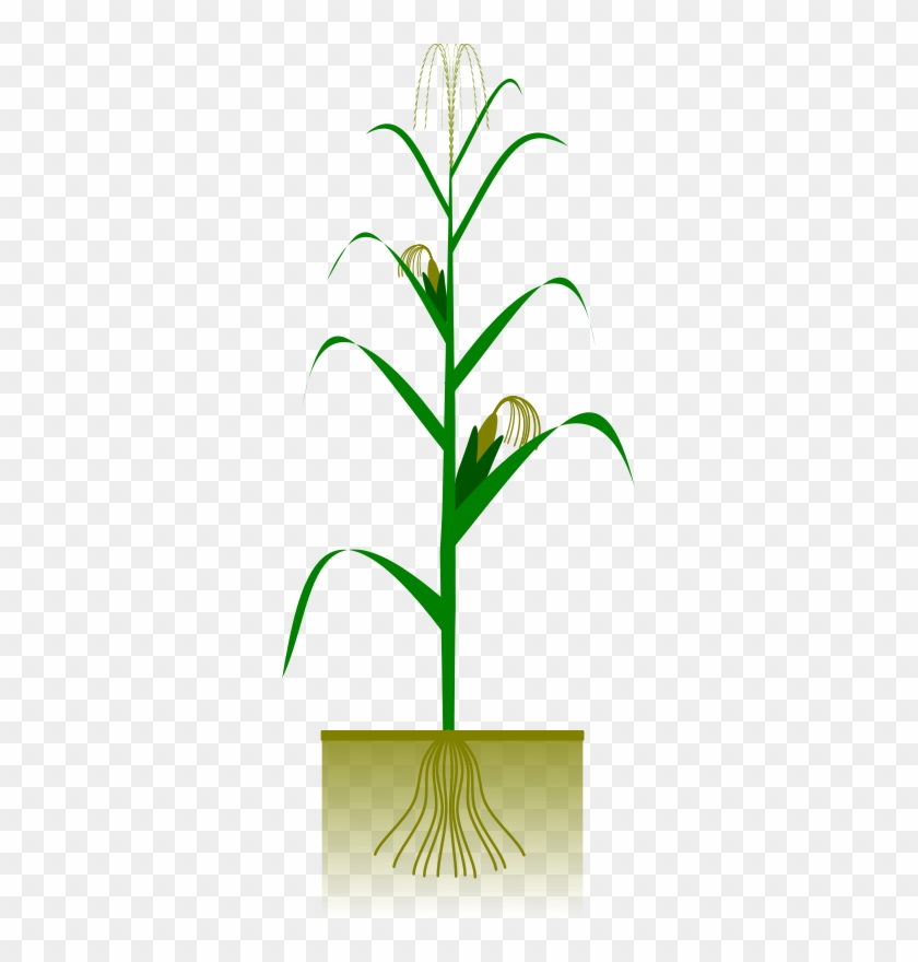 Maize Plant Free Vector - Maize Plant #23729