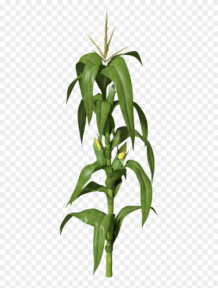 Corn - Corn Stalks Illustration #24088