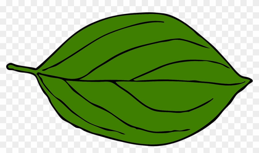 Green Pumpkin Leaf Clipart Free Clipart Images - Leaf Drawing Clip Art #24127