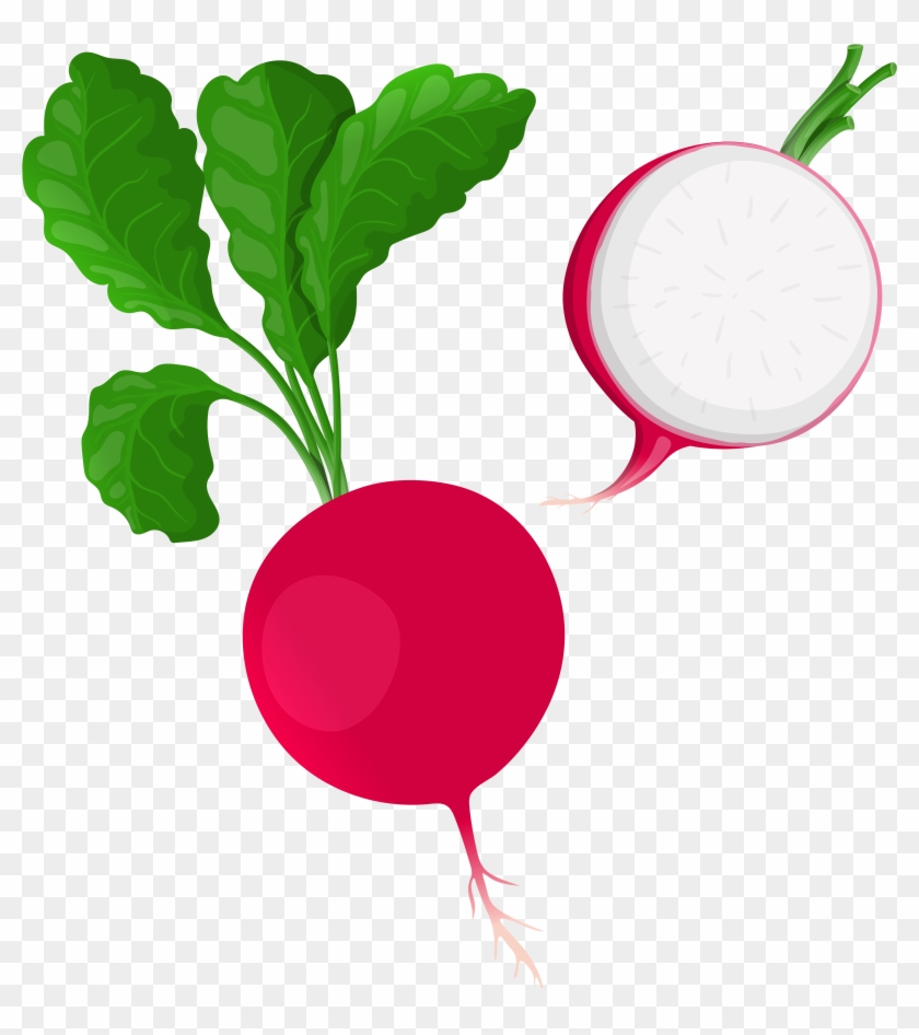 Radish Png Clip Art - Clip Art #24891