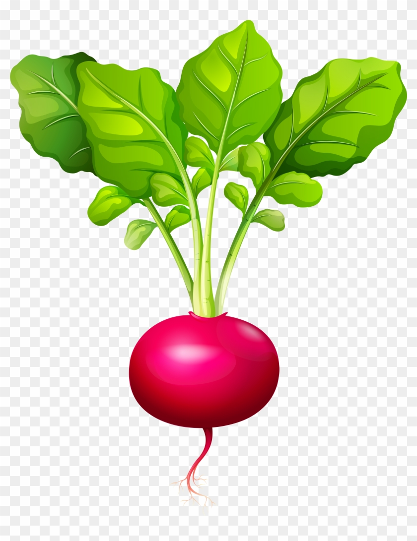 Radish Png Clip Art - Radish Png Clip Art #24941