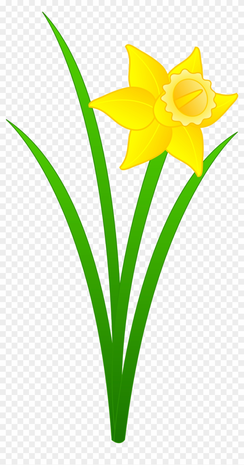 Daffodil Flower Clip Art - Daffodil Flower Clip Art #25077