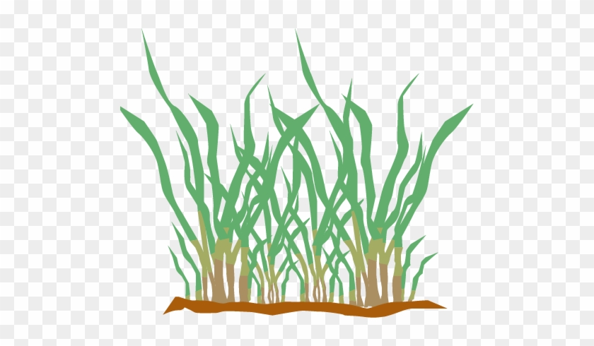 Selecting The Right Type Of Grass Can Be A Confusing - Grass #25383